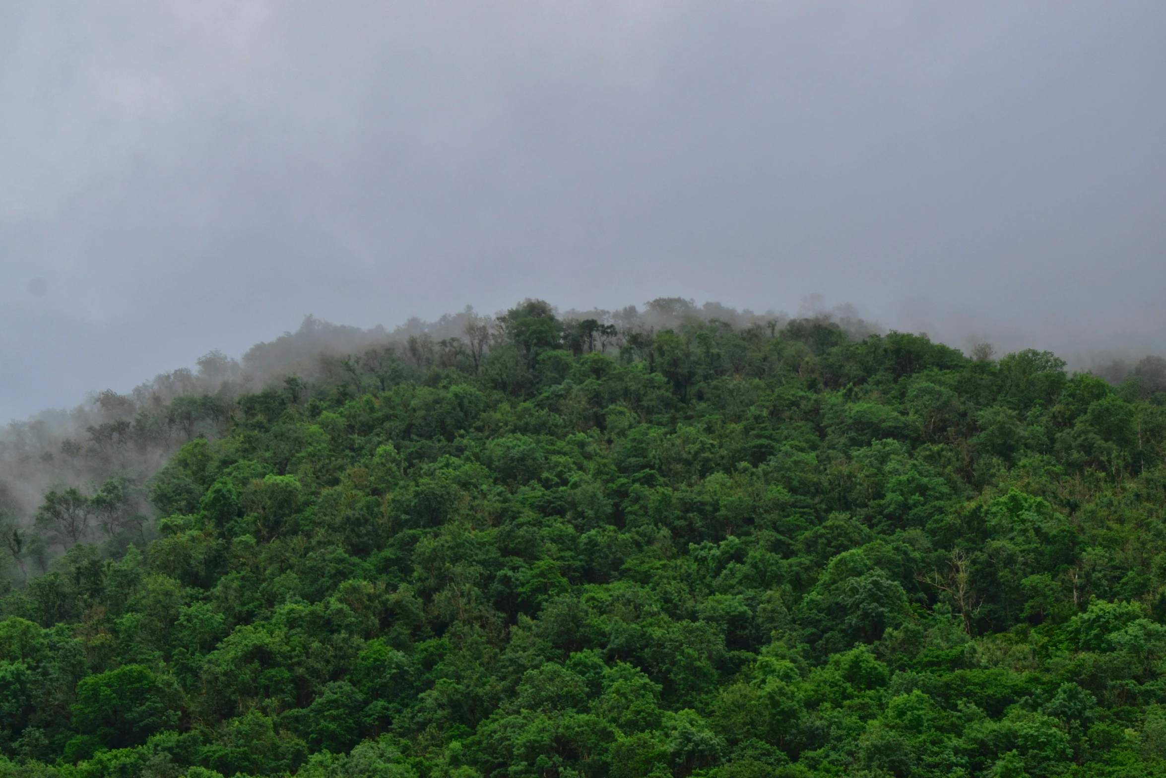 there are many green trees on a foggy day