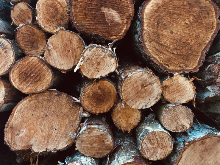 stacked wood pieces of tree cut in closeup