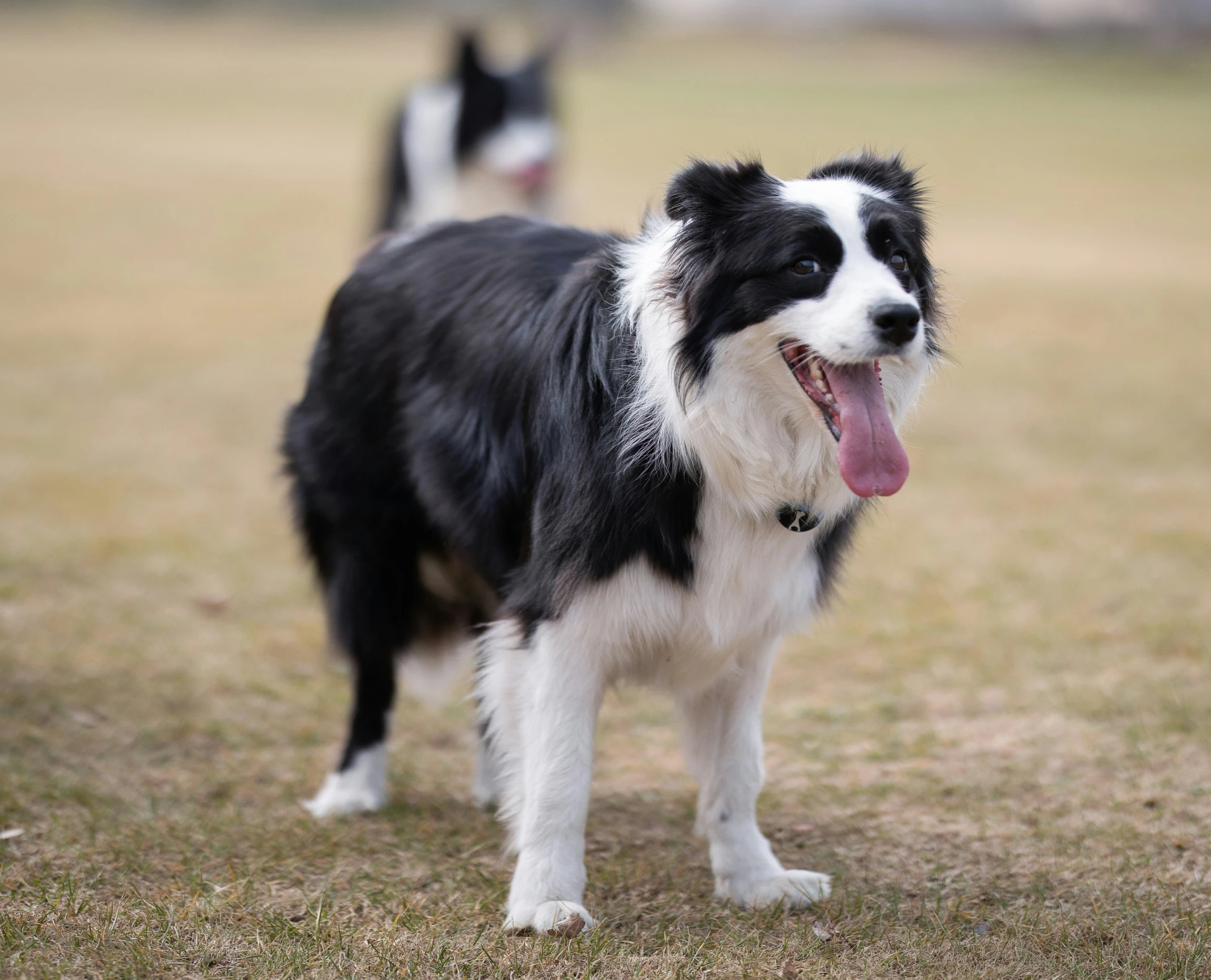 a black and white dog is on a field with another dog in the background