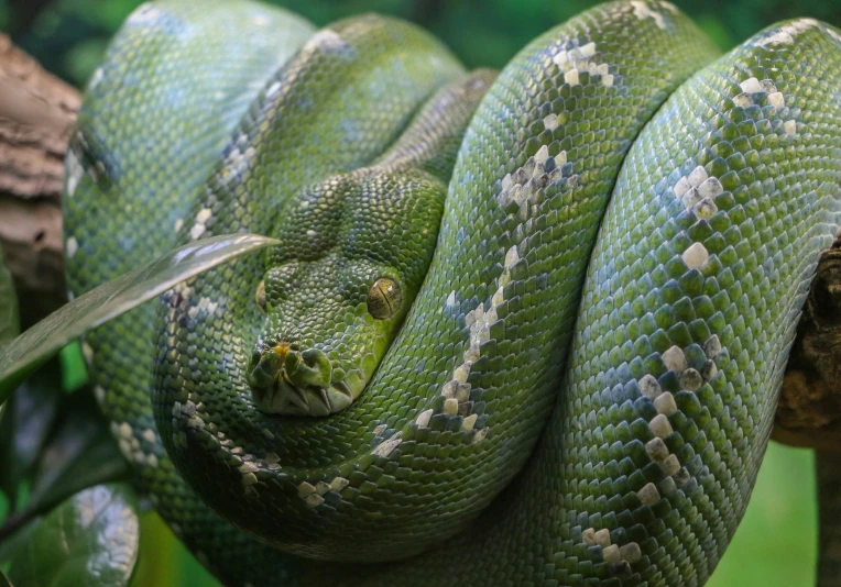 a close up of the green tree snake on a nch