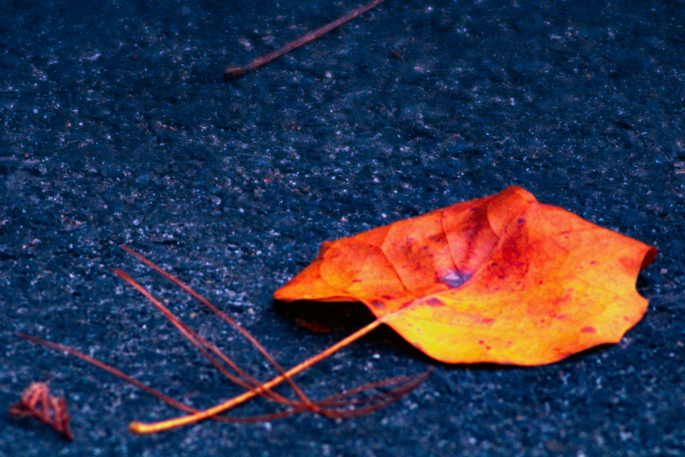 a yellow leaf lying on the ground