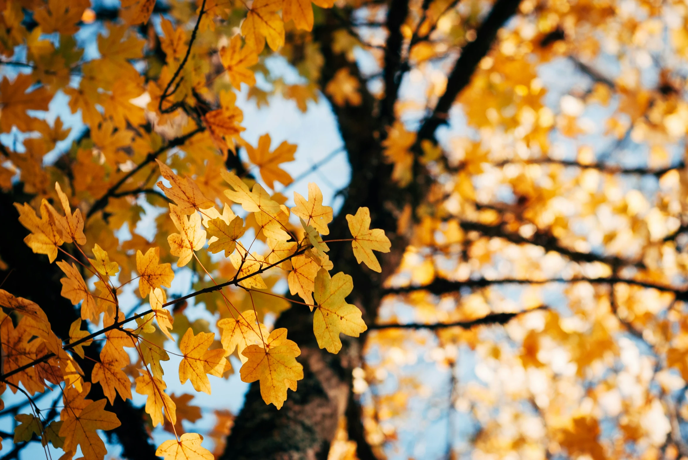 yellow leaves on tree nches against blue sky