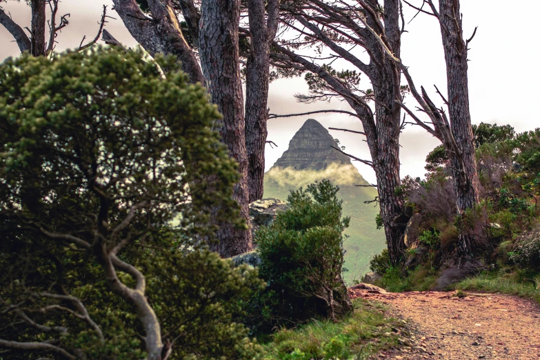 a trail winding through trees on a cloudy day