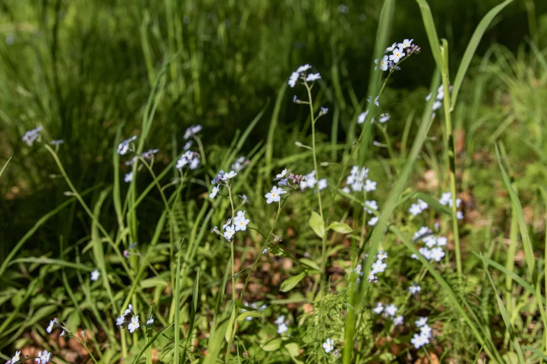 close up of small blue flowers growing in grass