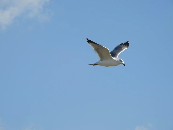 seagull flying through clear blue sky in daylight