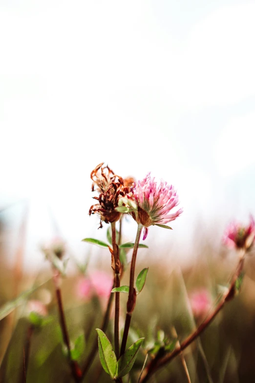 several small flowers with one pink with leaves in the foreground