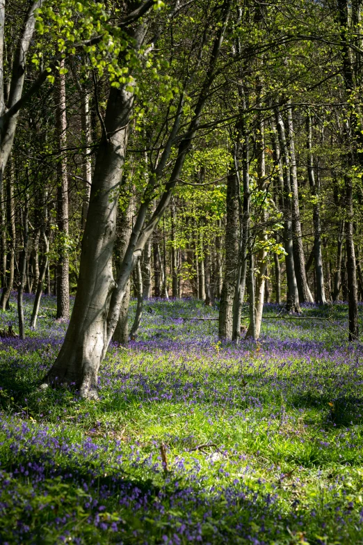 the green leaves cover the forest ground