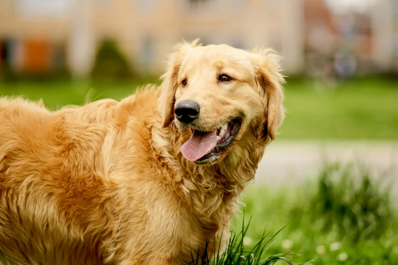 the dog stands on a green lawn and looks up