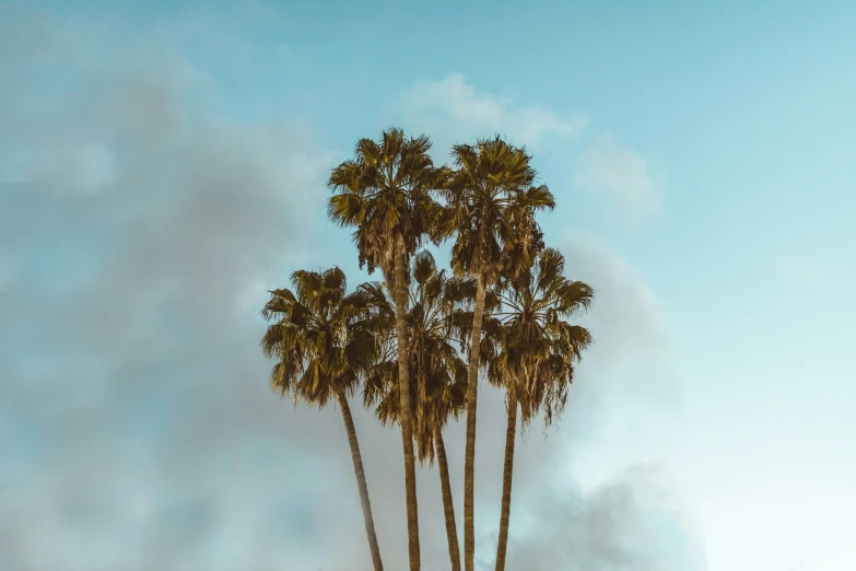 two palm trees with a cloudy blue sky behind them