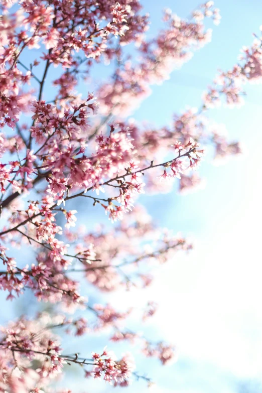 a cherry blossom in bloom in the sunlight