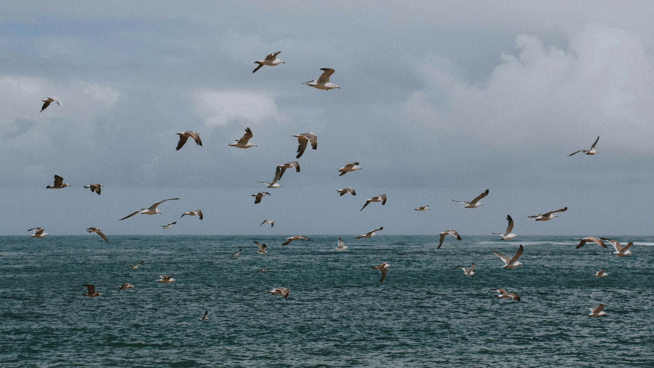 several seagulls flying and some other birds in the sky