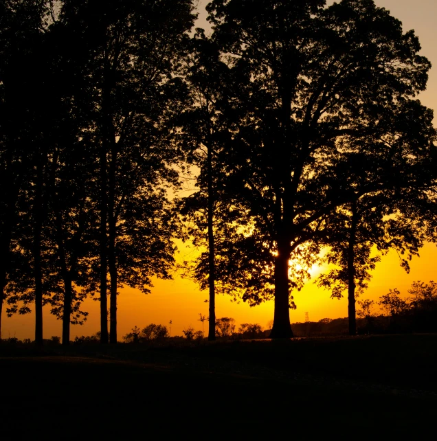 some trees are silhouetted against a sunset on a hillside