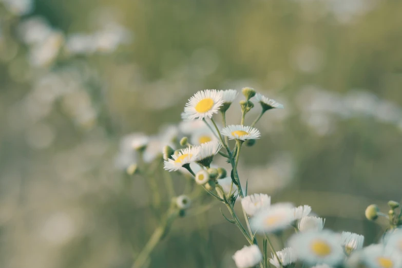 daisies are growing in the middle of a field