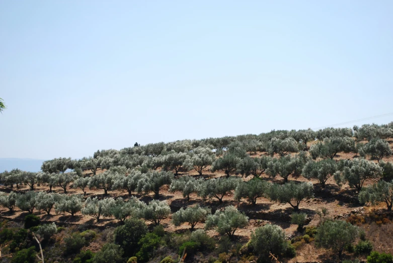 an olive tree in an arid setting with a hill of trees