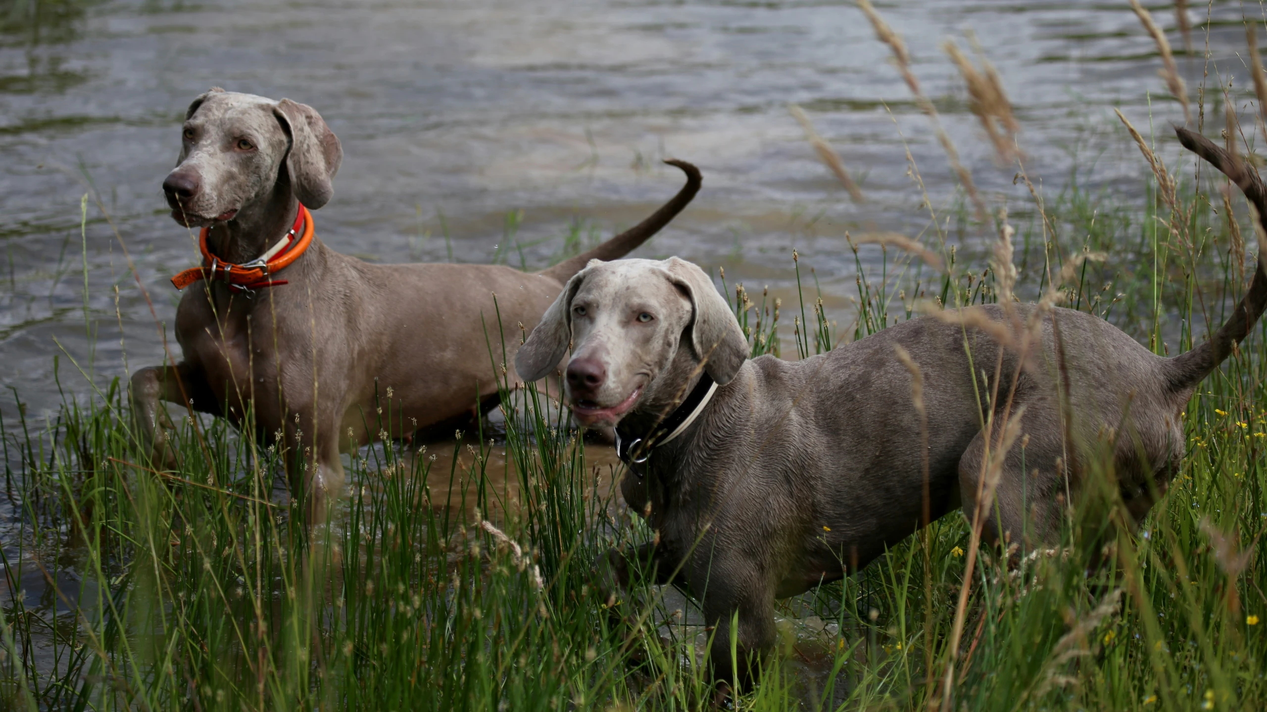 two dogs standing in some grass next to water