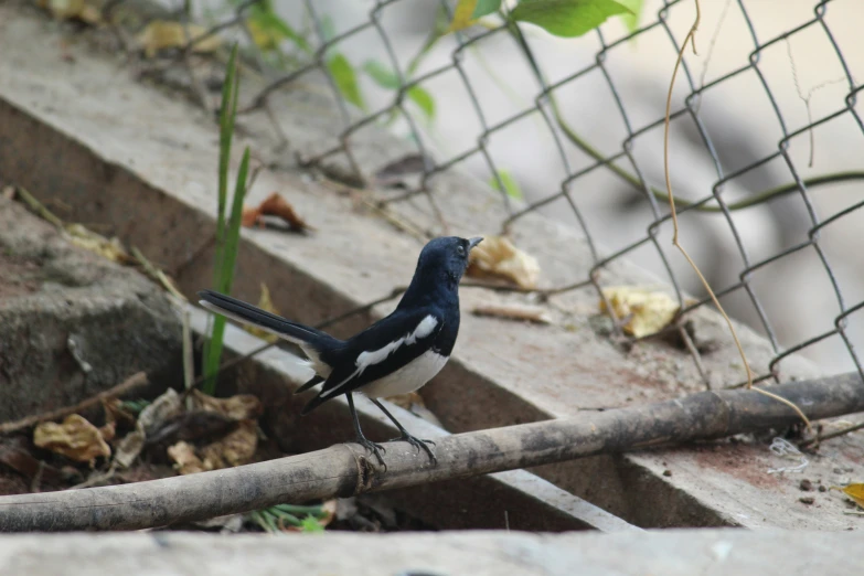 a bird that is sitting on a fence