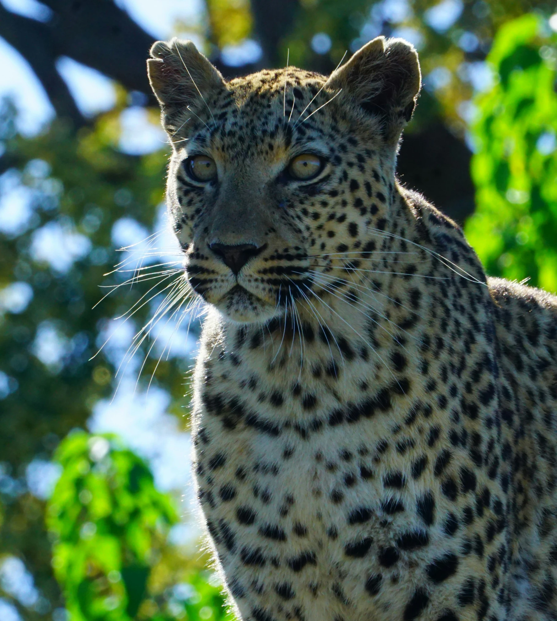 a leopard stares into the camera on the trees