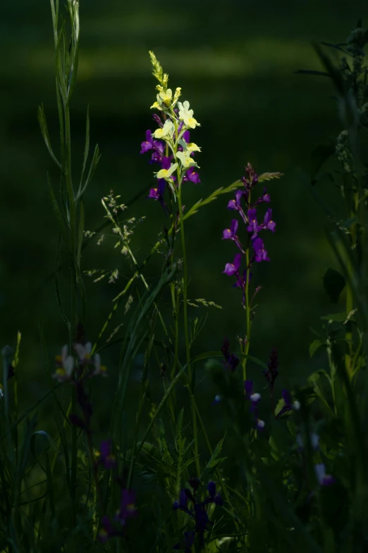 wildflowers blooming in a grassy field