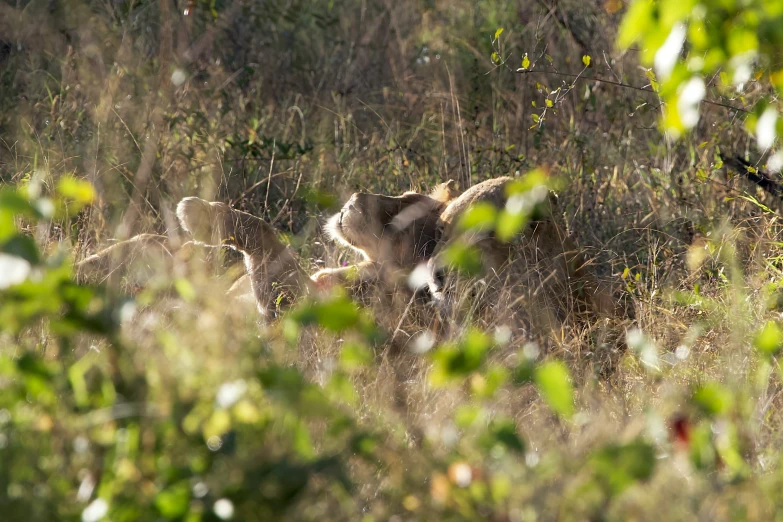 a group of animals in the woods near grass