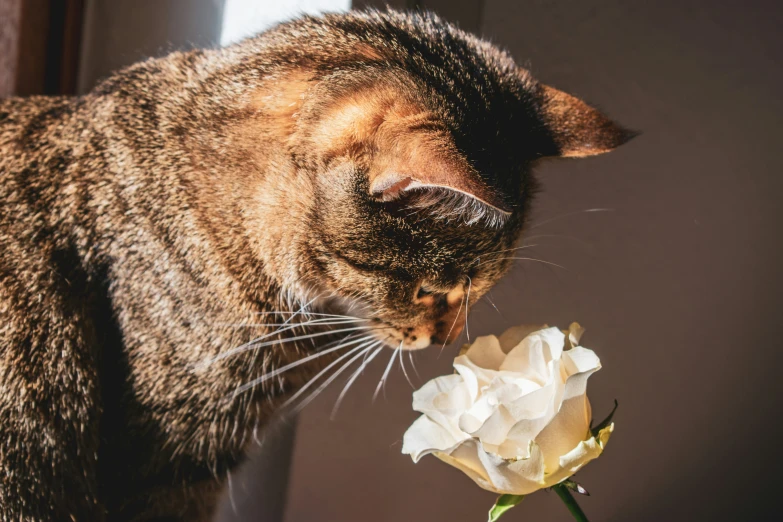 a cat that is standing next to a flower