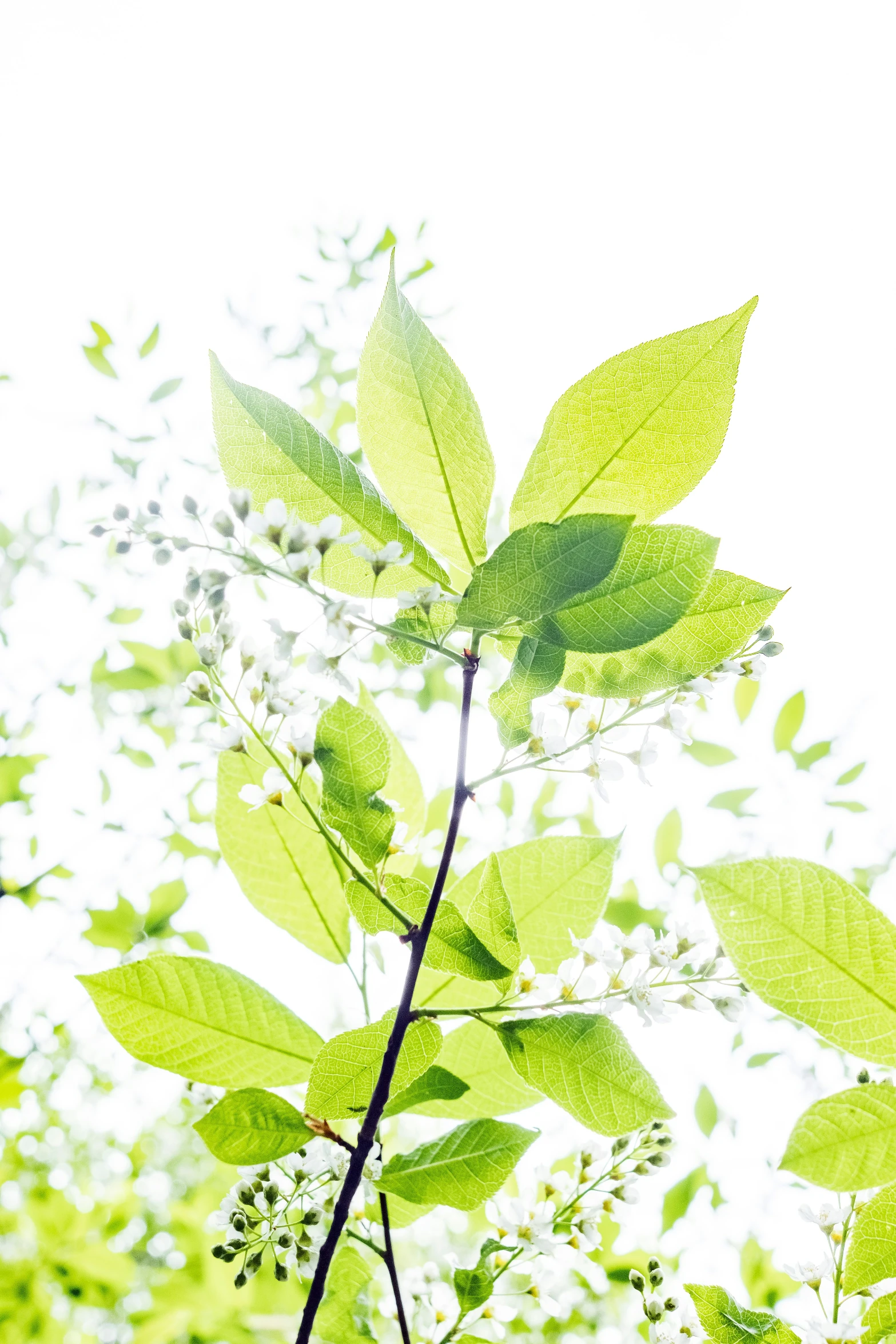 some green leaves in the sunlight on a nch