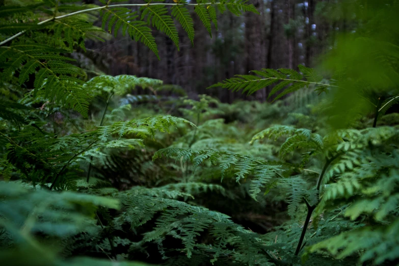 the forest floor is covered with green plants