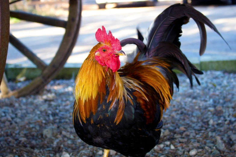 a close up of a rooster with a cart in the background