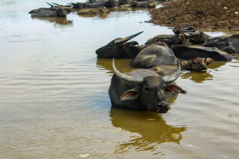 there are many oxen that are in the water together