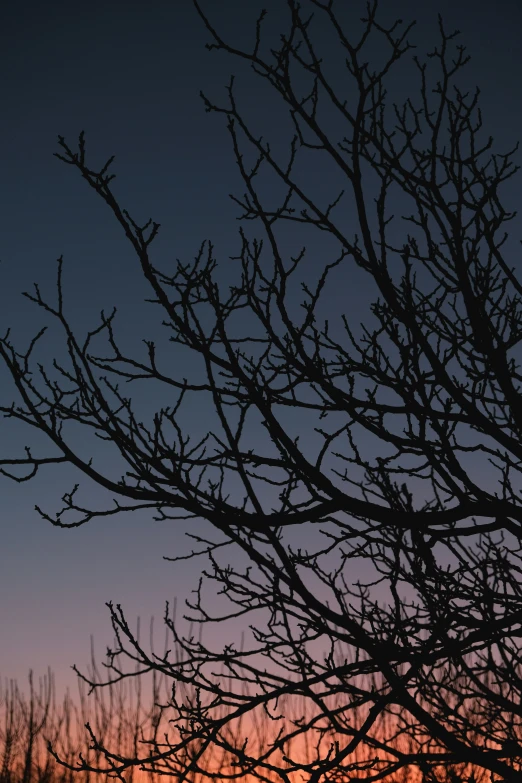 a bare tree in silhouette against a dusk sky