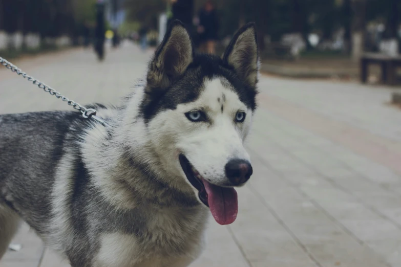 this husky is smiling for the camera while walking down the sidewalk