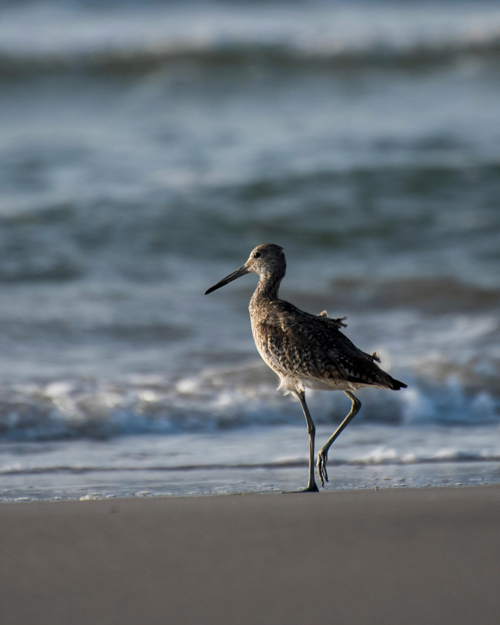 a bird stands on the beach by some water