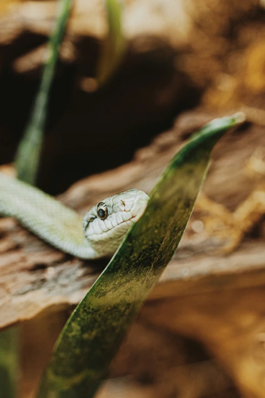 a small snake is on a leaf on the ground