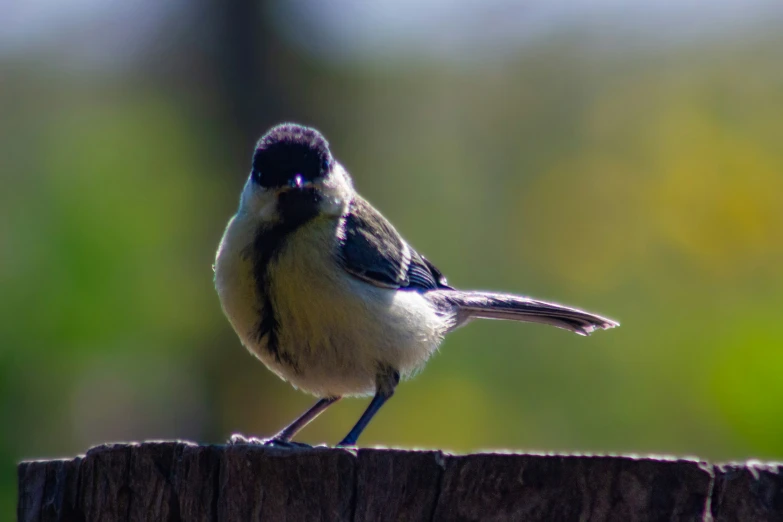 a bird is perched on a fence post