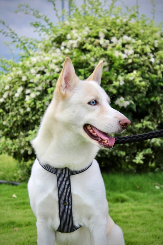 white dog sitting in grass and holding on to black leash