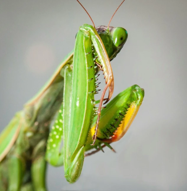 a close up of a praying mantissa