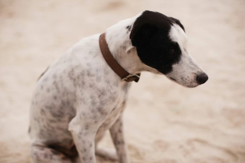 a dog standing in the dirt looking back