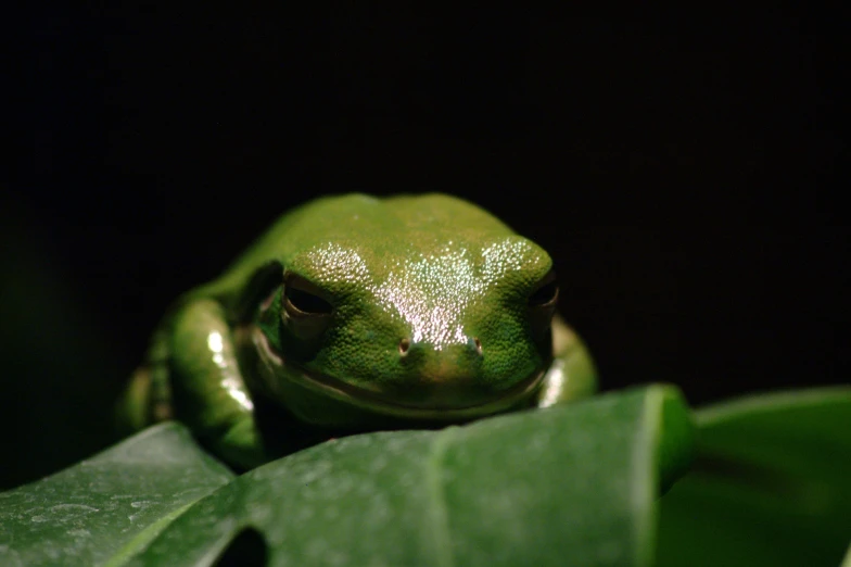 the green frog is sitting on the leaf