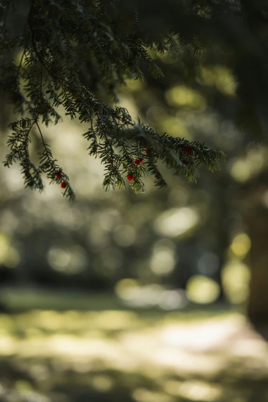 a close - up of a pine tree with a blurry background