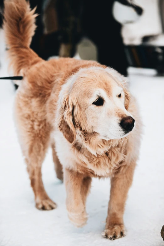 a brown and white dog standing on top of snow