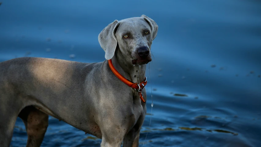 a gray dog standing in water near some rocks