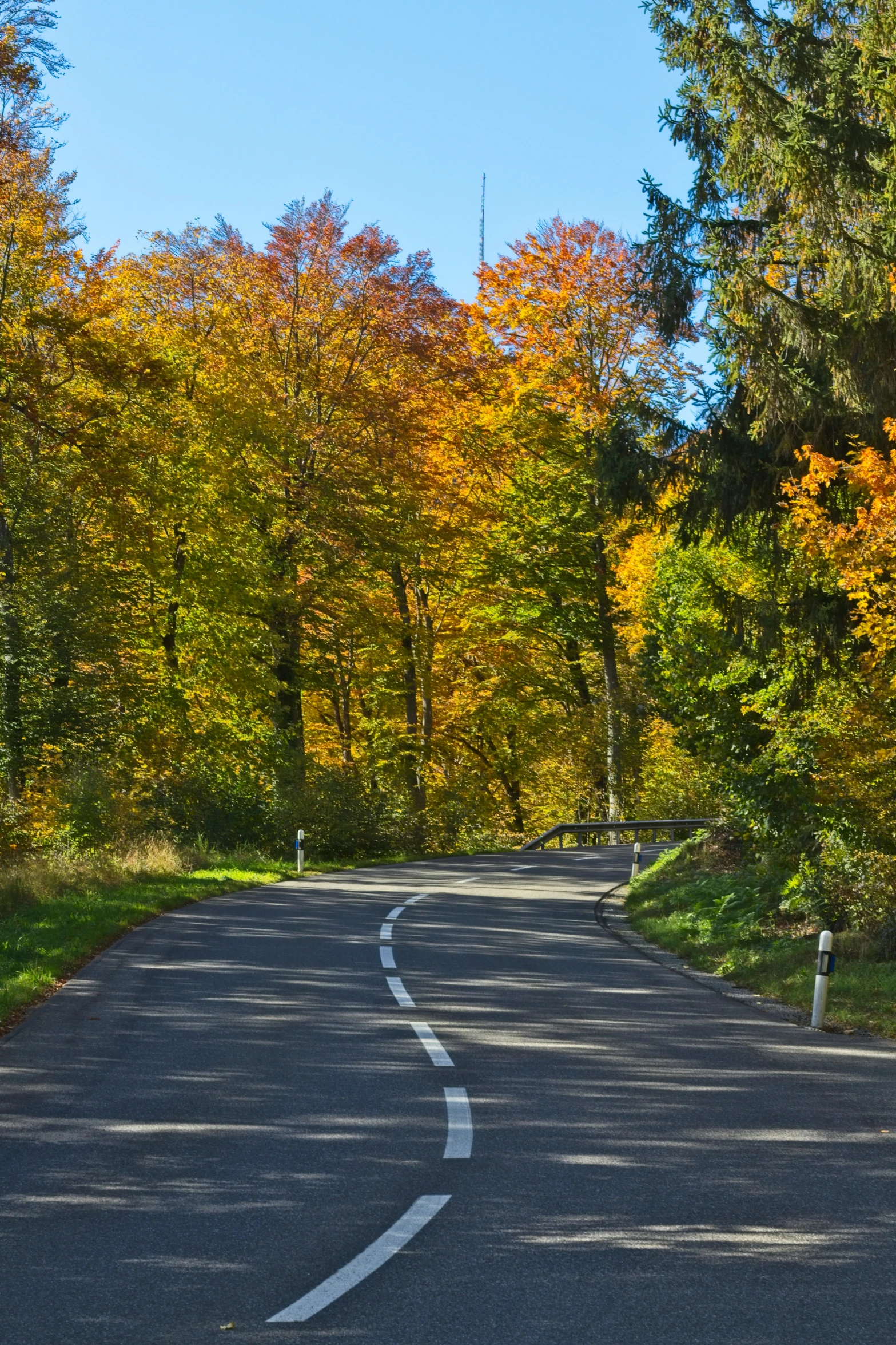 an empty road leading to trees and a light pole