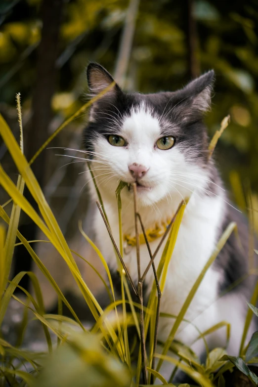 a close up of a cat behind a tree