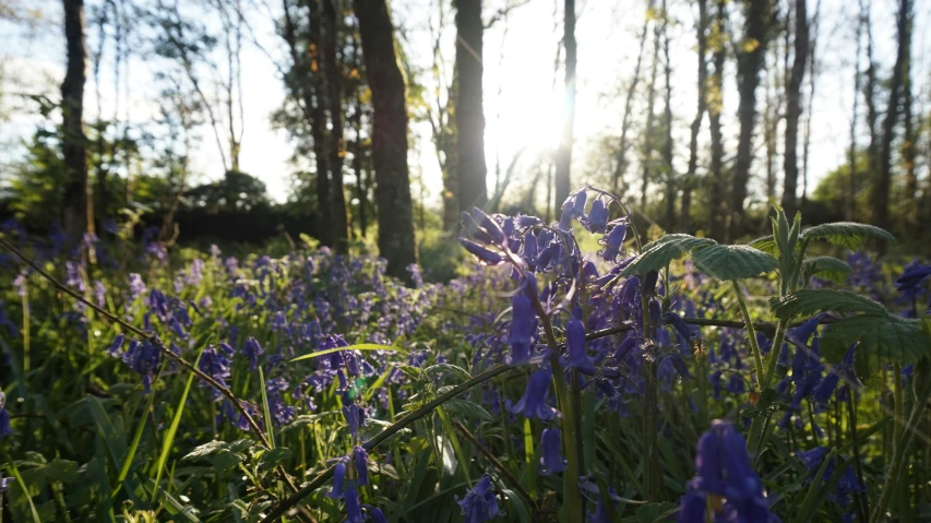 a cluster of purple flowers is near the forest