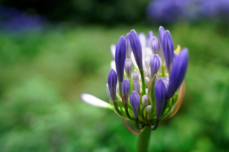 close up view of a purple flower that appears to be blooming