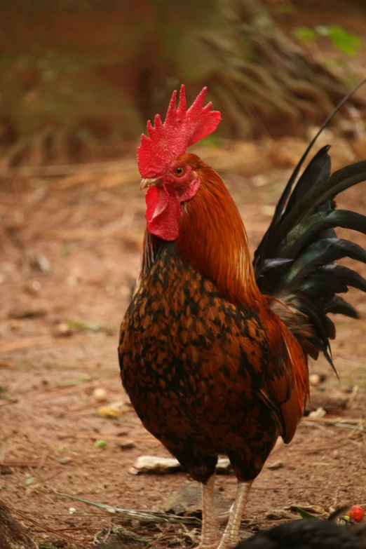 a rooster stands upright on the ground