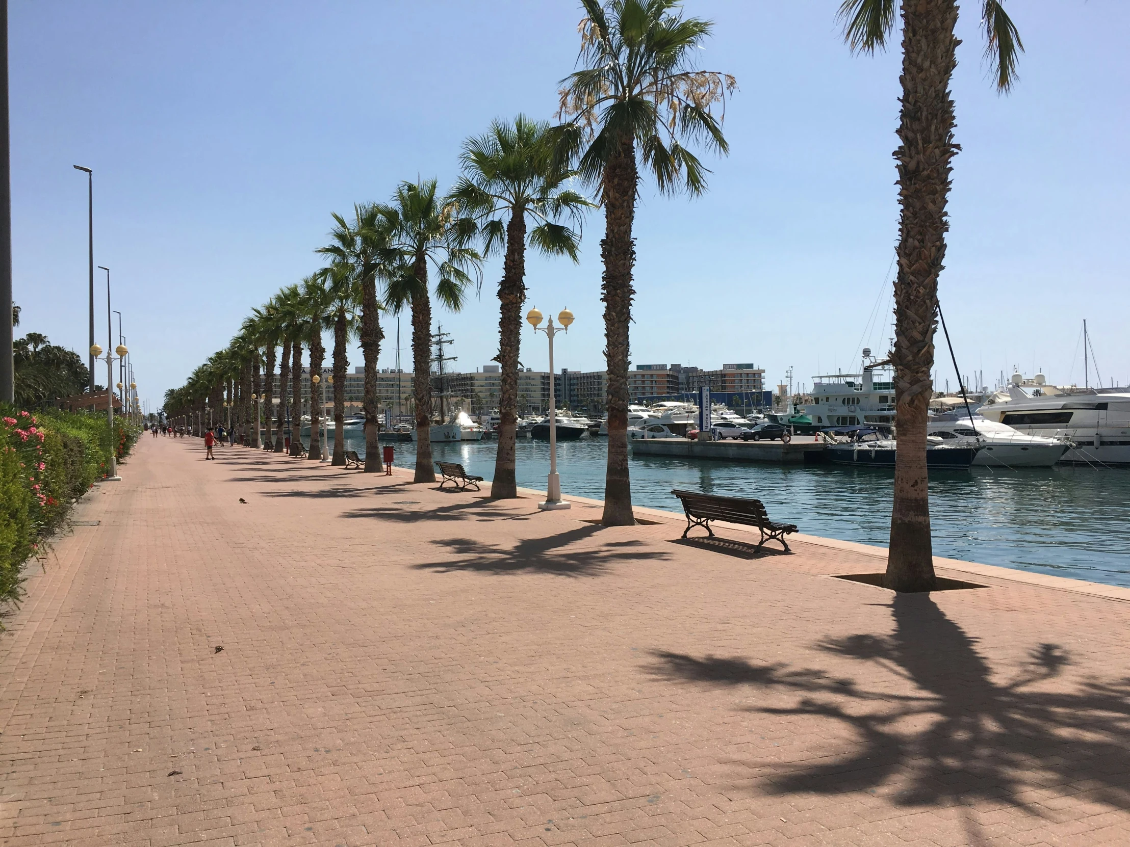 palm trees are lined up along the shoreline