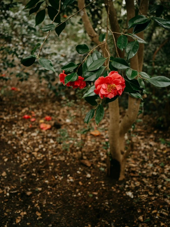 red flowers growing from a tree in the forest