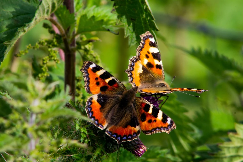 two erflies are perched on some green plants