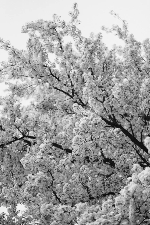 the trees are full of green leaves with a gray sky background