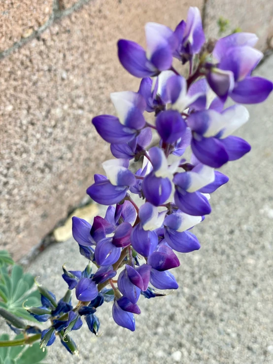 purple flowers that are out of the ground